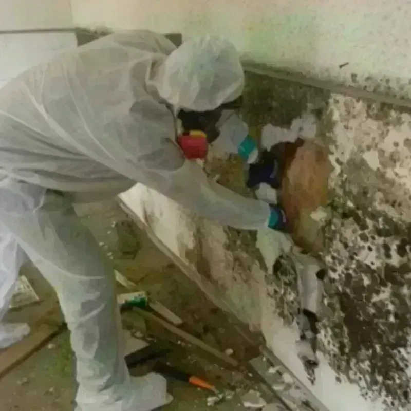 Mold Remediation and Removal in Martin County, KY